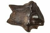 Fossil Nodosaurid (Denversaurus) Tooth - Montana #341037-1
